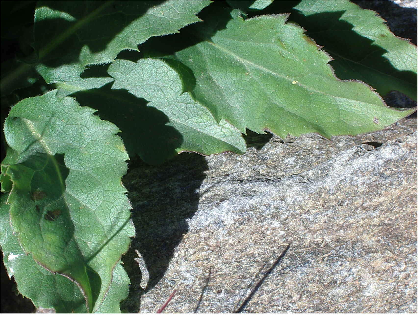 senecio? no Solidago virgaurea